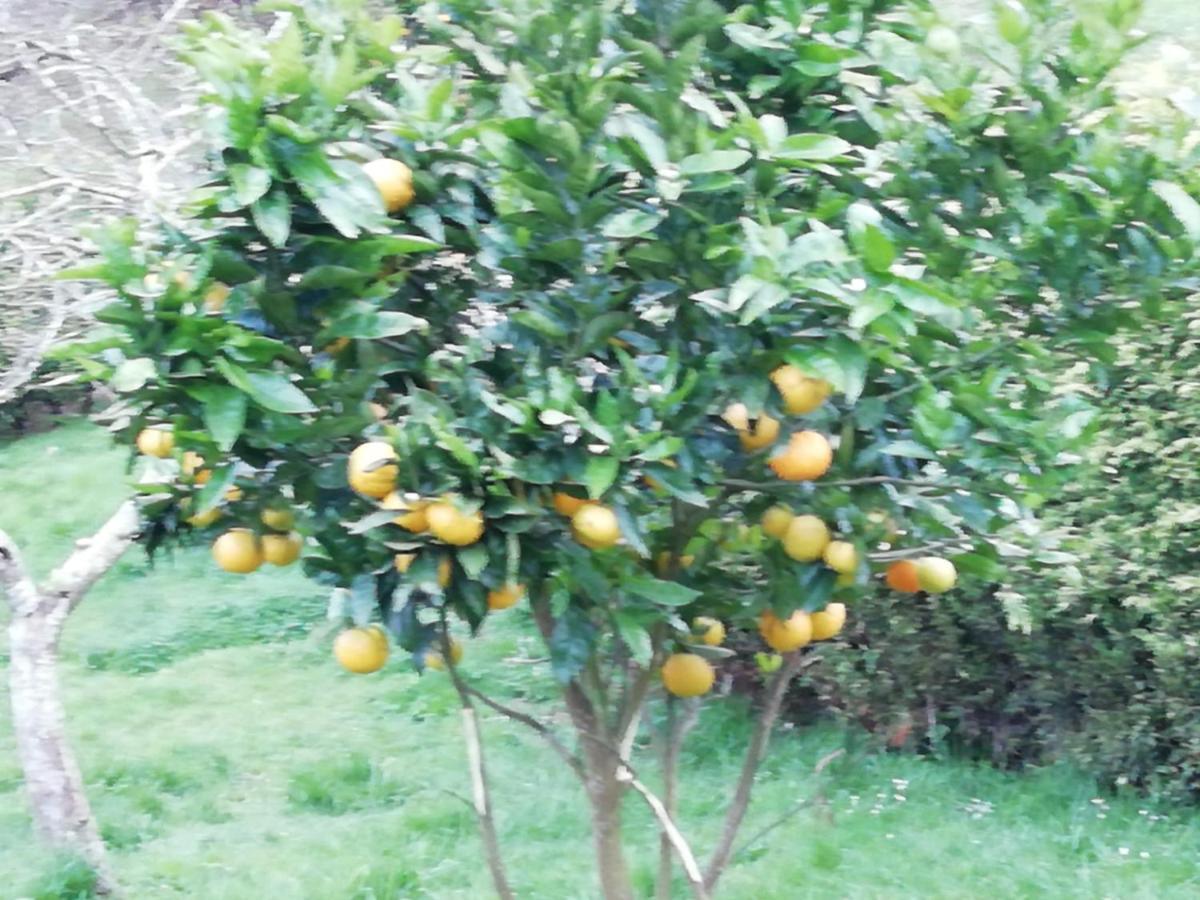 Pensjonat El Oteru I Villaviciosa  Zewnętrze zdjęcie